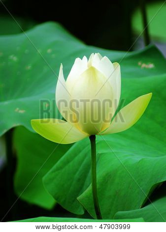 Lotus