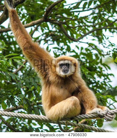 Monkey