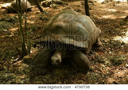 เต่า Aldabra ยักษ์