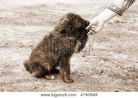 Einsam Obdachlosen Hund und helfende Menschenhand