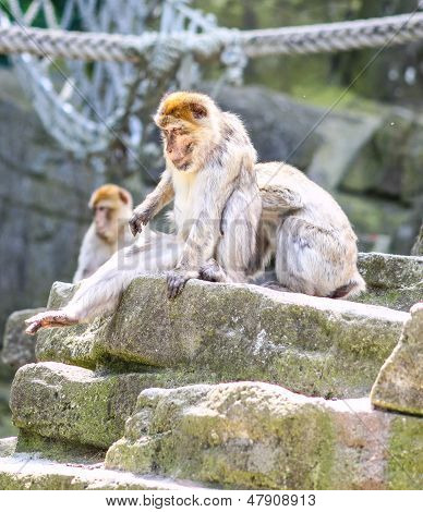 Monkeys