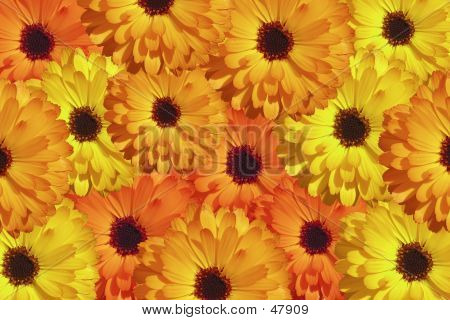 Fleurs sauvages