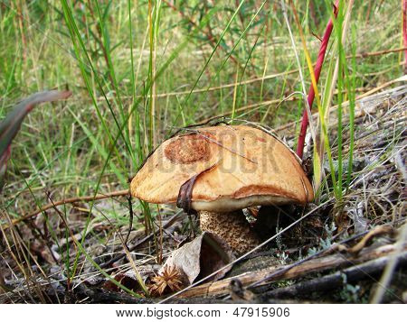 leccinum
