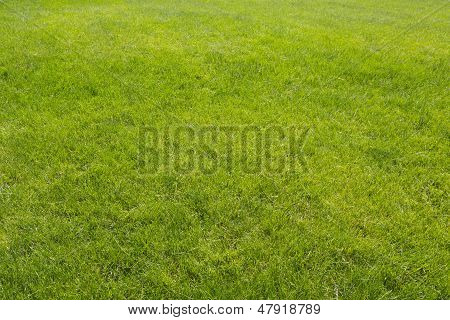 Grass Lawn