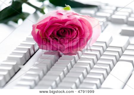 Rose auf Tastatur