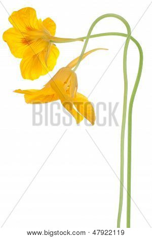 Nasturtium