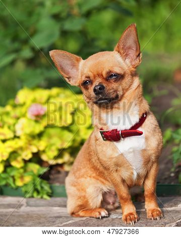 Cane Chihuahua rosso si siede su un piedistallo di granito.