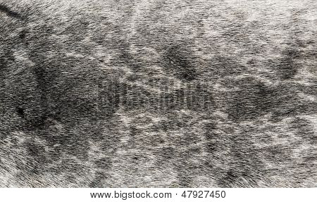 Sealskin prawdziwe tło