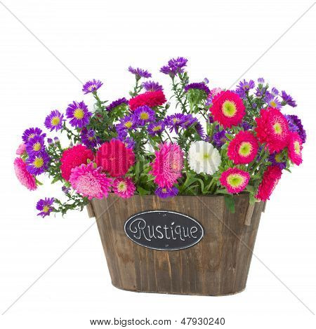 flok af aster og mor blomster