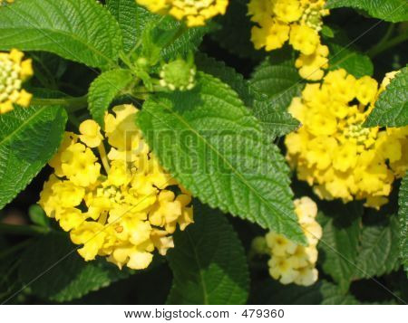 Fleurs jaunes