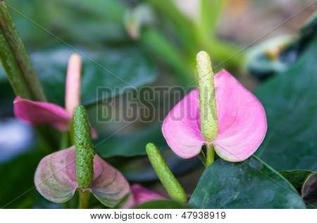 Anthurium Flower