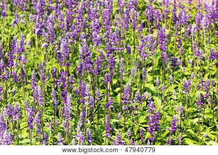 Blue Salvia  Flowers