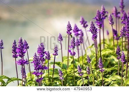 Blue Salvia Plant