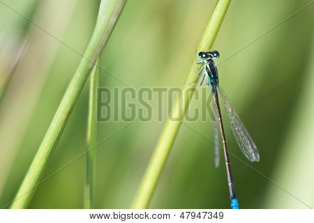Insect, Macro, Bug, Damselfly