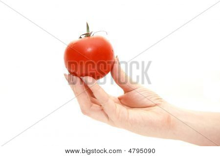 La mano femmina tiene un pomodoro su sfondo bianco