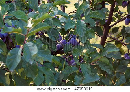 Blomme