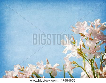 Fiori rosa chiaro di oleandro su sfondo blu