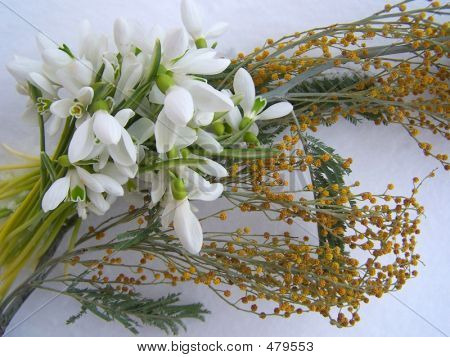 Snowdrops And Mimosa