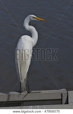 Great Egret