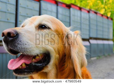 chien poste