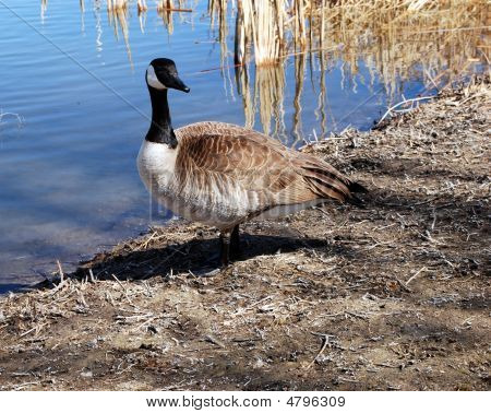 Goose