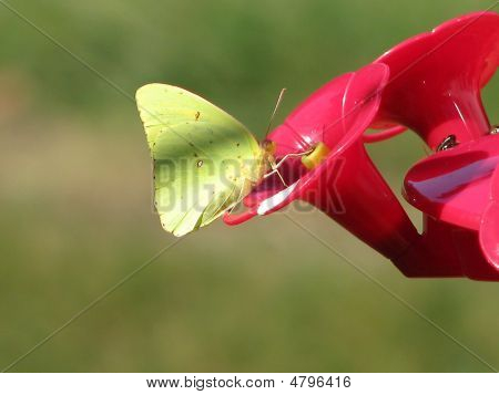 Gul fjäril på Hummingbird Feeder