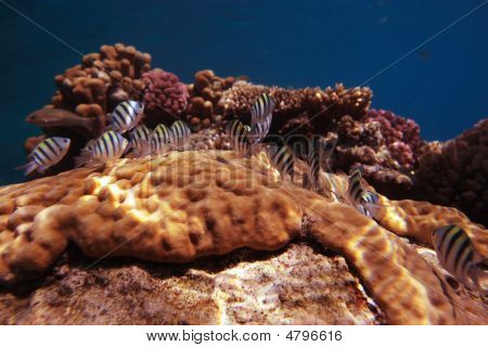 Sergente Maggiore Coral