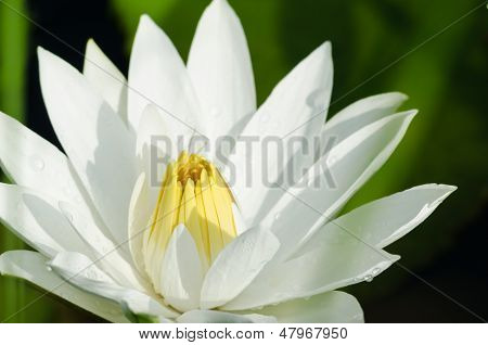 Fiore di loto bianco