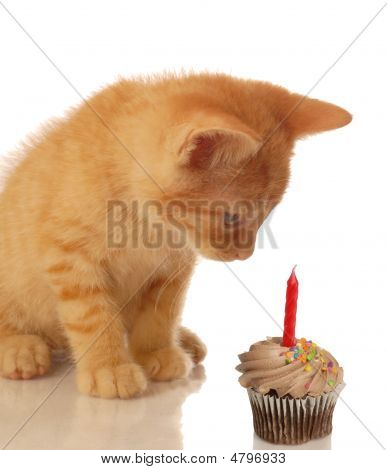 Gattino arancia con Cupcake
