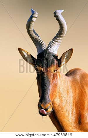 แนวตั้งสีแดง hartebeest - Alcelaphus caama -คาลาฮารี - แอฟริกาใต้