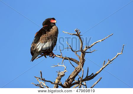 Bateleur ligger på toppen af et træ - Kalahari ørkenen - Sydafrika