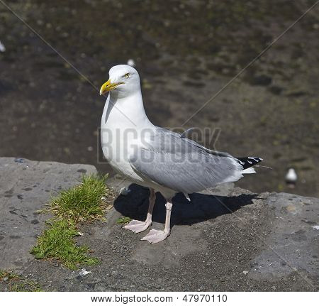 Racek