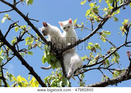 katte på et træ