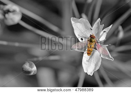 Biene auf bunte Blumen im Sommer