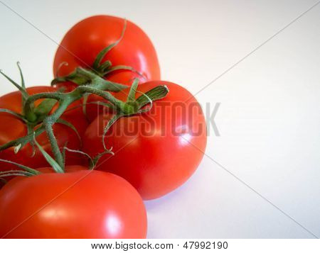 Rebe gereifte Tomaten