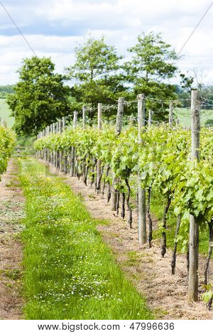 vineyar poblíž Lamberhurst, Kent, Anglie