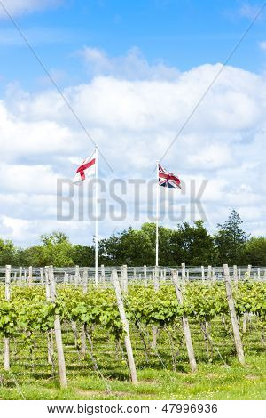vineyar poblíž Lamberhurst, Kent, Anglie