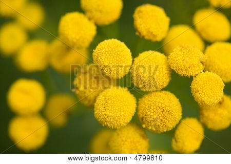 Gelbe Rainfarn Blumen im Feld