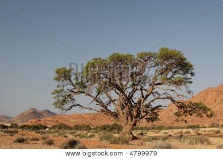 Albero solitario