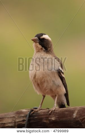 Olivflanken-Sparrow-Weaver (Plocepasser Mahali)