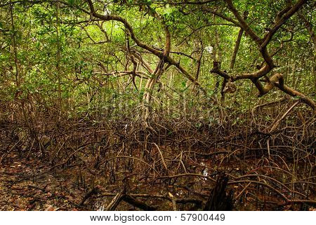 Mangrove forest with skull  in Colombia islands caribbean Mucura