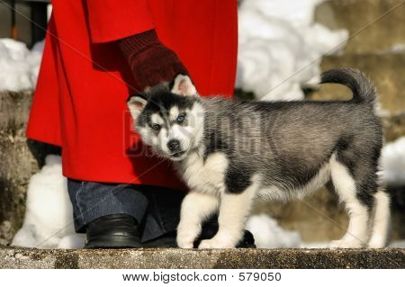 Husky und Person im roten Mantel