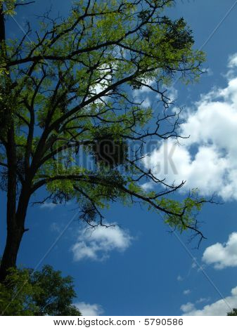 Acacia Branchy ze jmelí proti modré obloze