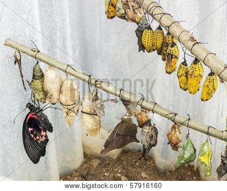 Tropical butterfly chrysalis