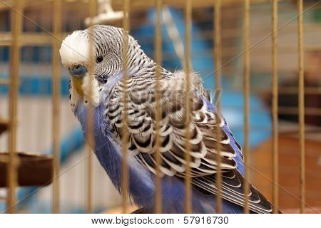 little blue parrot is locked in a cage