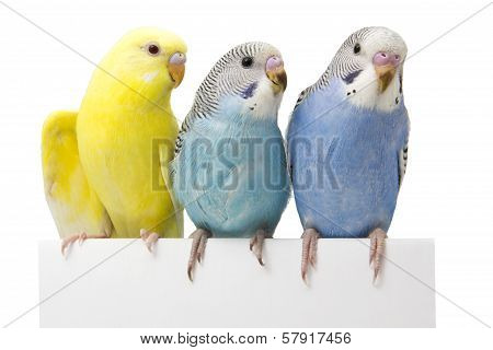three young birds are on a white background