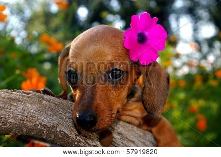 Aloha Dachshund Puppy
