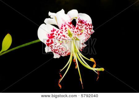 Lilium Grammatophyllum Var. Gloriosoides w czarnym tle