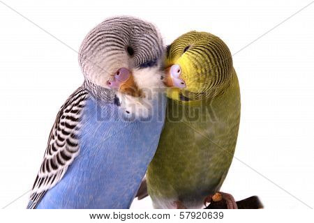two birds sitting are on a branch on a white background