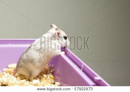 little hamster is trying to escape from the cage